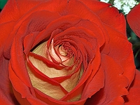 Rose 3